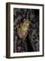 Afrixalus Stuhlmanni (Lesser Banana Frog )-Paul Starosta-Framed Photographic Print