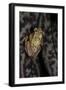 Afrixalus Stuhlmanni (Lesser Banana Frog )-Paul Starosta-Framed Photographic Print