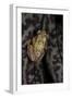 Afrixalus Stuhlmanni (Lesser Banana Frog )-Paul Starosta-Framed Photographic Print