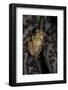 Afrixalus Stuhlmanni (Lesser Banana Frog )-Paul Starosta-Framed Photographic Print