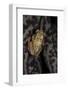 Afrixalus Stuhlmanni (Lesser Banana Frog )-Paul Starosta-Framed Photographic Print