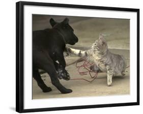 After Being Woken by a Playful Puppy, a Cat Gets its Revenge-null-Framed Photographic Print