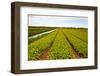 After Harvest-gkuna-Framed Photographic Print