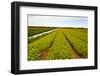 After Harvest-gkuna-Framed Photographic Print