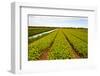 After Harvest-gkuna-Framed Photographic Print