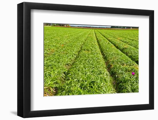 After Harvest-gkuna-Framed Photographic Print