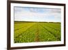 After Harvest-gkuna-Framed Photographic Print