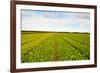 After Harvest-gkuna-Framed Photographic Print