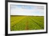 After Harvest-gkuna-Framed Photographic Print