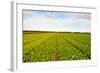 After Harvest-gkuna-Framed Photographic Print