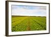 After Harvest-gkuna-Framed Photographic Print