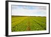 After Harvest-gkuna-Framed Photographic Print