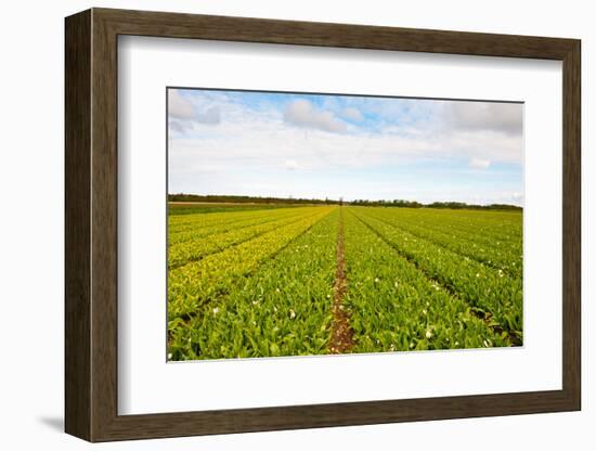 After Harvest-gkuna-Framed Photographic Print