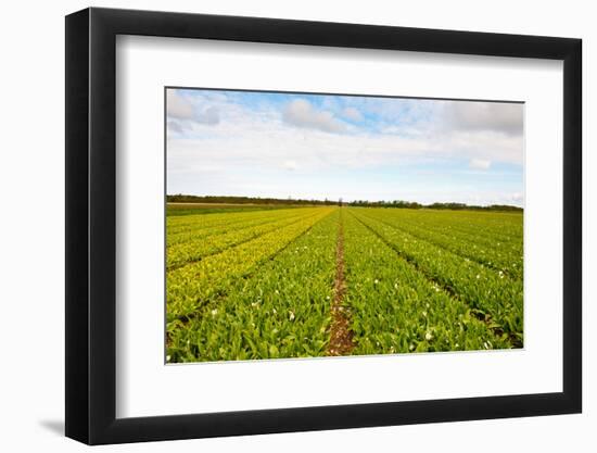 After Harvest-gkuna-Framed Photographic Print