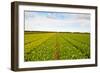 After Harvest-gkuna-Framed Photographic Print