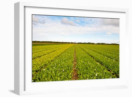 After Harvest-gkuna-Framed Photographic Print