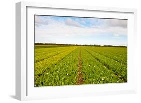 After Harvest-gkuna-Framed Photographic Print