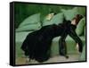 After the ball' by Ramon Casas, 1895-null-Framed Stretched Canvas