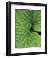 After the Rain 6827-Brian Leighton-Framed Giclee Print