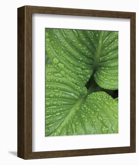 After the Rain 6827-Brian Leighton-Framed Giclee Print