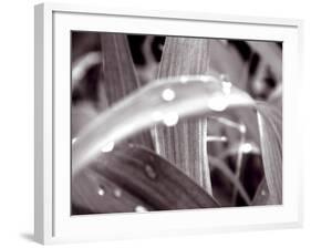 After The Rain II-Douglas Yan-Framed Giclee Print