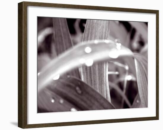 After The Rain II-Douglas Yan-Framed Giclee Print