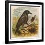 After the Unfortunate Death of Cock Robin, the Rook Reads the Burial Service-null-Framed Art Print