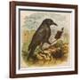 After the Unfortunate Death of Cock Robin, the Rook Reads the Burial Service-null-Framed Art Print