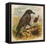 After the Unfortunate Death of Cock Robin, the Rook Reads the Burial Service-null-Framed Stretched Canvas