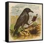 After the Unfortunate Death of Cock Robin, the Rook Reads the Burial Service-null-Framed Stretched Canvas