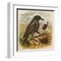 After the Unfortunate Death of Cock Robin, the Rook Reads the Burial Service-null-Framed Art Print