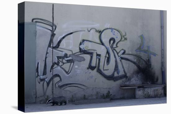 After Trapped in an Empty Shed, Badger (Meles Meles) Passes Graffiti on its Return to the Forest-Klaus Echle-Stretched Canvas