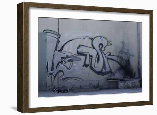 After Trapped in an Empty Shed, Badger (Meles Meles) Passes Graffiti on its Return to the Forest-Klaus Echle-Framed Photographic Print