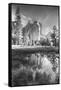 Afternoon at Cathedral Rocks, Reflections Yosemite Valley Black and White-Vincent James-Framed Stretched Canvas