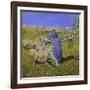 Afternoon in the Alps, 1892-Giovanni Segantini-Framed Giclee Print