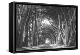 Afternoon Light Cypress Tree Road, Poiint Reyes National Seashore-Vincent James-Framed Stretched Canvas