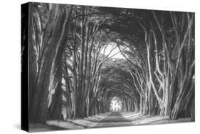 Afternoon Light Cypress Tree Road, Poiint Reyes National Seashore-Vincent James-Stretched Canvas