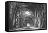 Afternoon Light Cypress Tree Road, Poiint Reyes National Seashore-Vincent James-Framed Stretched Canvas