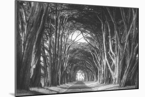 Afternoon Light Cypress Tree Road, Poiint Reyes National Seashore-Vincent James-Mounted Photographic Print