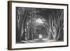 Afternoon Light Cypress Tree Road, Poiint Reyes National Seashore-Vincent James-Framed Photographic Print