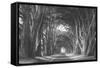 Afternoon Light Cypress Tree Road Point Reyes-Vincent James-Framed Stretched Canvas