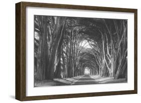 Afternoon Light Cypress Tree Road Point Reyes-Vincent James-Framed Photographic Print