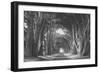 Afternoon Light Cypress Tree Road Point Reyes-Vincent James-Framed Photographic Print