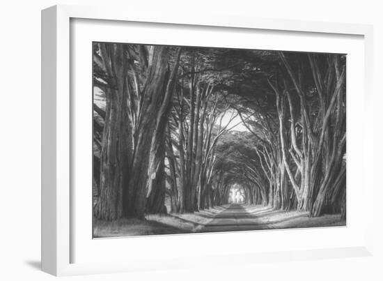 Afternoon Light Cypress Tree Road Point Reyes-Vincent James-Framed Photographic Print