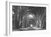 Afternoon Light Cypress Tree Road Point Reyes-Vincent James-Framed Photographic Print