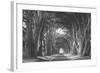 Afternoon Light Cypress Tree Road Point Reyes-Vincent James-Framed Photographic Print