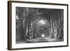 Afternoon Light Cypress Tree Road Point Reyes-Vincent James-Framed Photographic Print