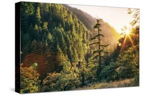 Afternoon Light Eagle Creek Trail - Columbia River Gorge Oregon-Vincent James-Stretched Canvas