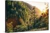 Afternoon Light Eagle Creek Trail - Columbia River Gorge Oregon-Vincent James-Stretched Canvas