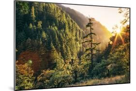 Afternoon Light Eagle Creek Trail - Columbia River Gorge Oregon-Vincent James-Mounted Photographic Print